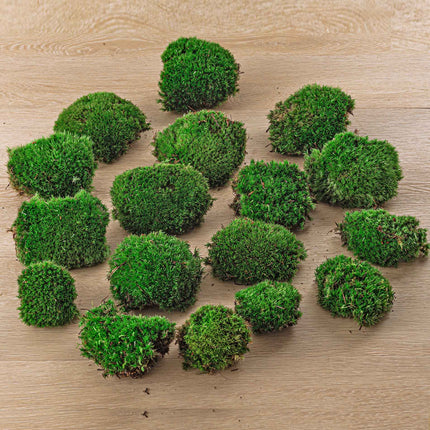 Levend Kussen Moss | Premium vers levend mos voor terrarium • Broodjesmos • Kussenmos