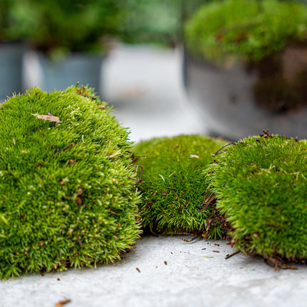 Flaschengarten Paket - 5 Pflanzen - Nachfüll & Starterpaket DIY - Pflanzenterrarium Nachfüllset