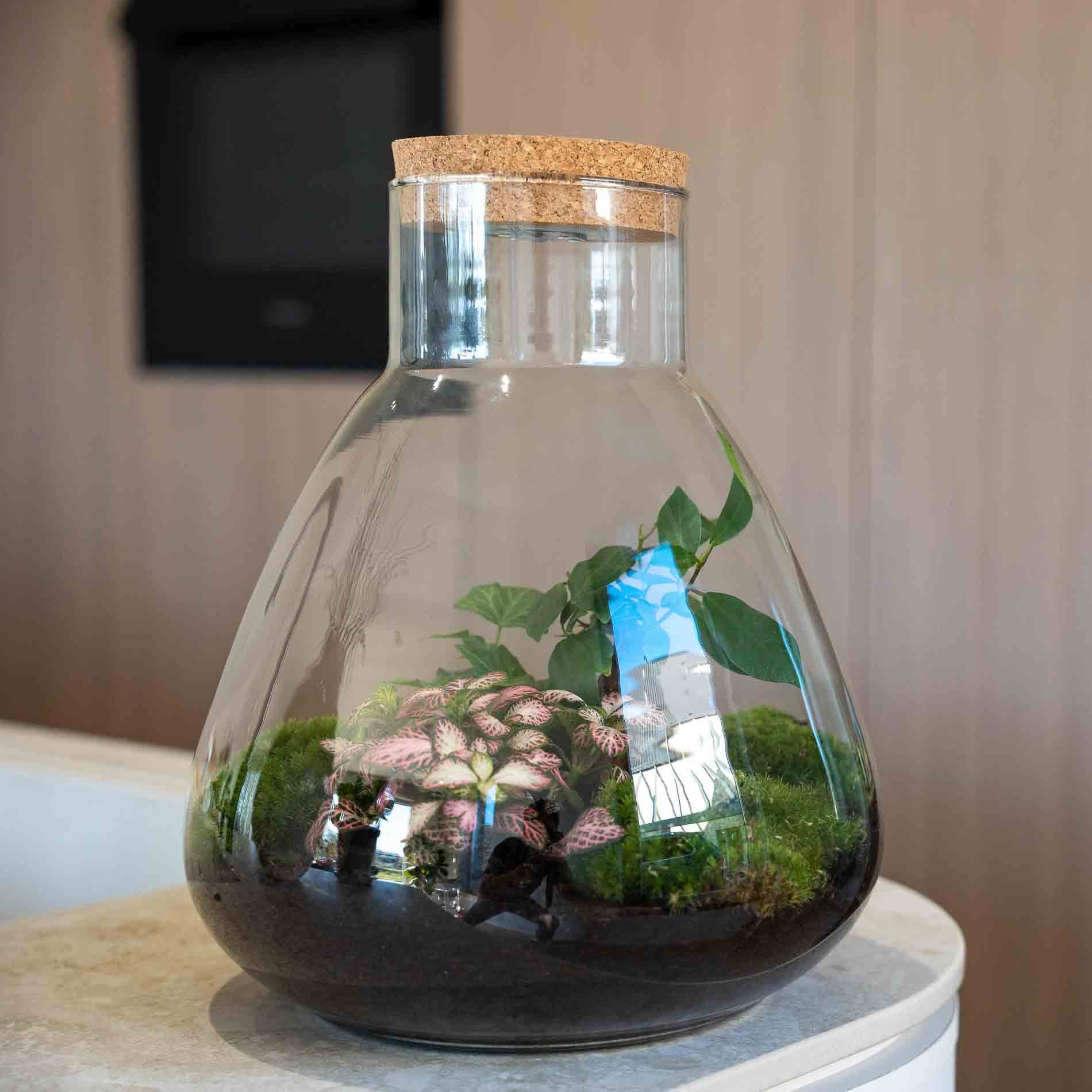 terrarium plant gifts Mother's Day terrarium Gift