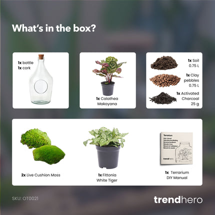 Offenes terrarium Joss – Calathea & Fittonia White Tiger ↑ 30 cm