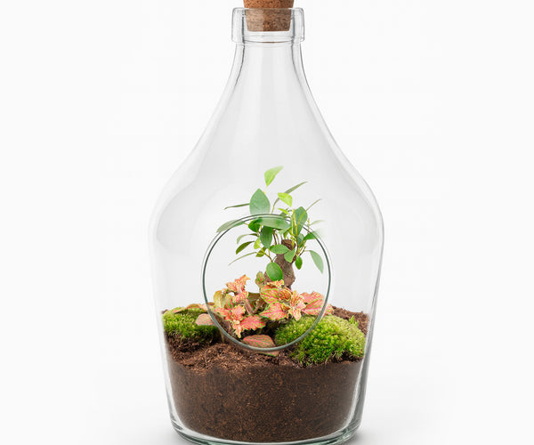 bonsai in flasche Offenes Terrarium mit Kork