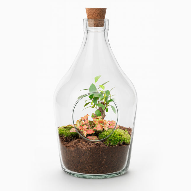 Open terrarium John – Bonsai & Ruby Lime ↑ 30 cm