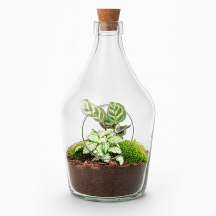 Open terrarium Joss – Calathea & Fittonia White Tiger ↑ 30 cm