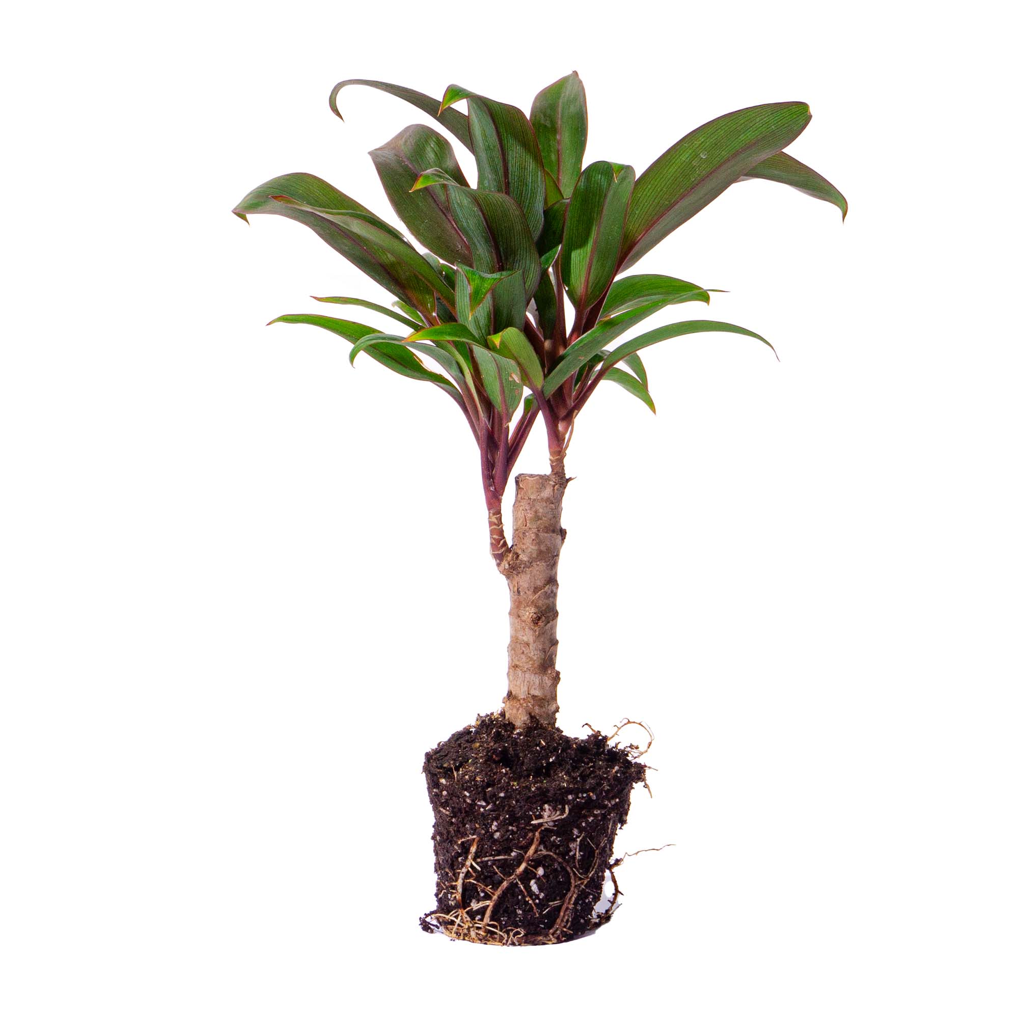 plastic cordyline plants Mini-palm - Cordyline fruticosa 'Purple Compacta'