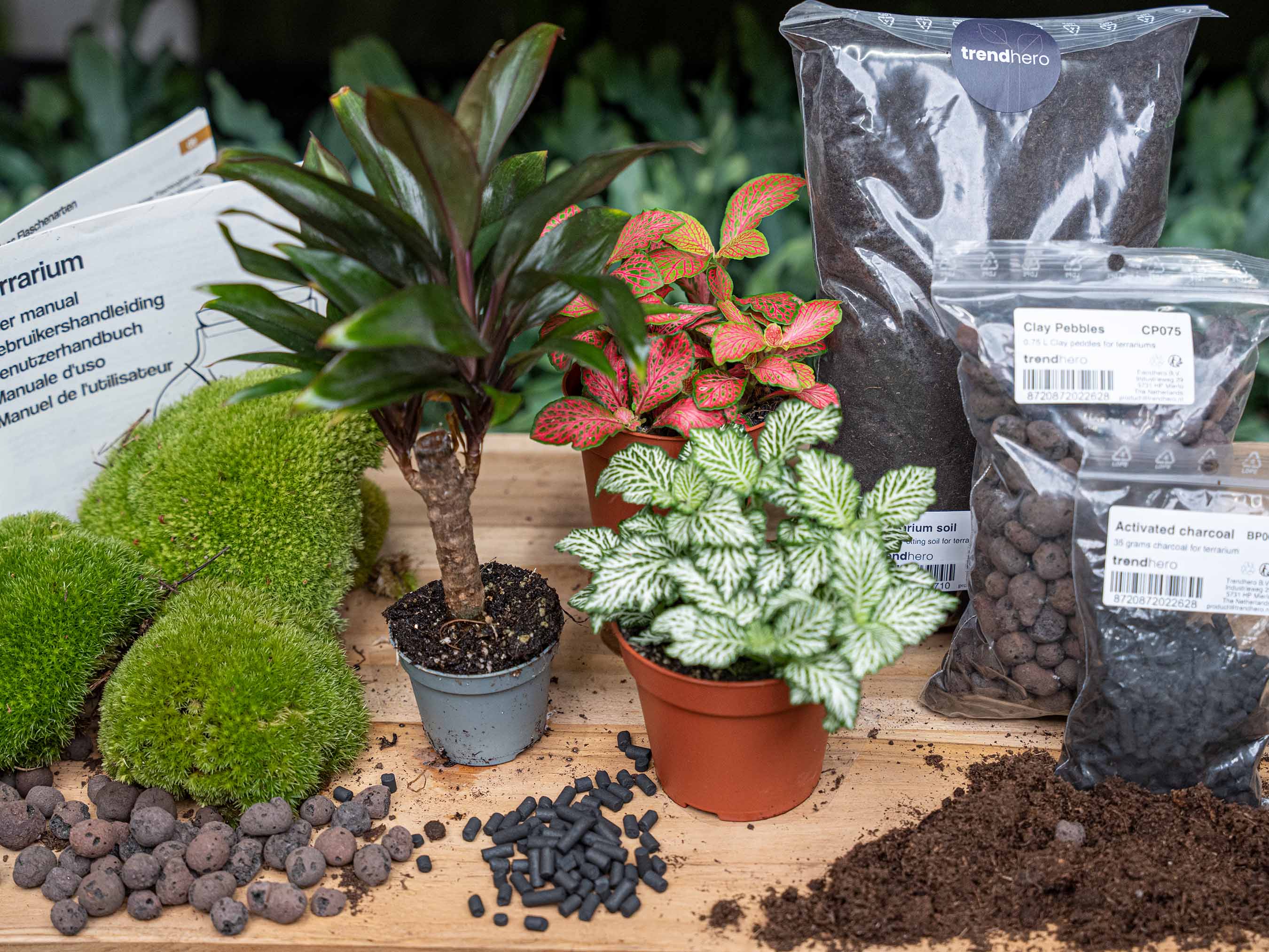 activated charcoal plant terrarium Palm - Plant Terrarium Refill & Starter kit - 3 terrarium plants