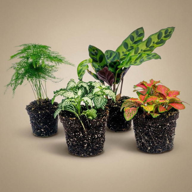 house plants calathea Plant set - Lancifolia - 4 plants - Calathea Lancifolia - Asparagus