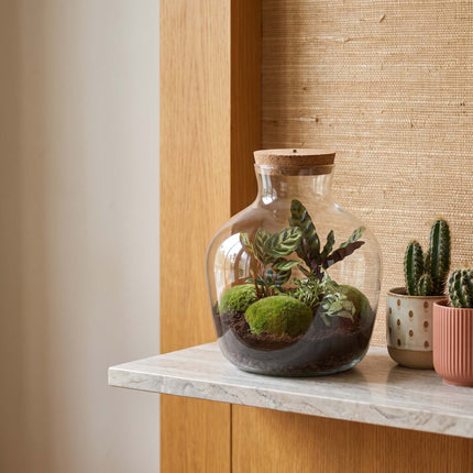 Pflanze terrarium (flaschengarten) kaufen