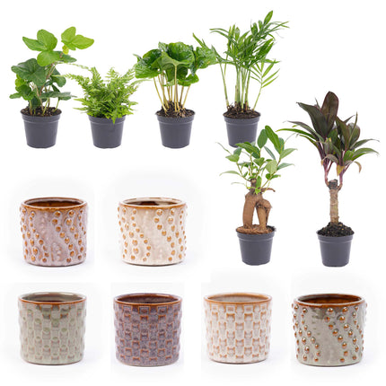 Mini conjunto de plantas 6 - Incluye set de macetas Madrid