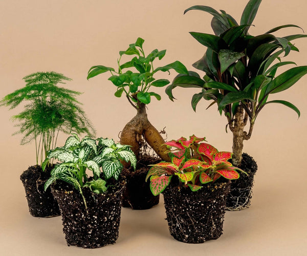 petite mishima plant care indoors Plant terrarium set - Bonsai - 5 plants - Ficus Ginseng Bonsai