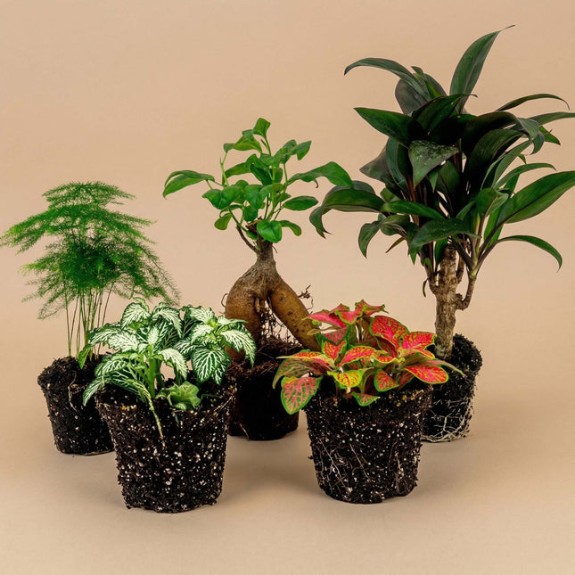 bonsai plants inside the house Plant terrarium set - Bonsai - 5 plants - Ficus Ginseng Bonsai