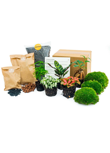 Plant terrarium package - 5 terrarium plants - Refill & Starter package - DIY Terrarium kit