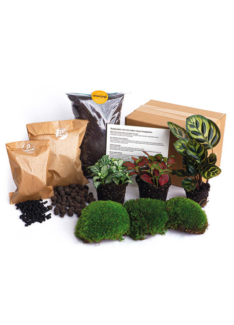 Plant terrarium package Makoyana - 3 terrarium plants - Refill & Starter Package - DIY Terrarium kit