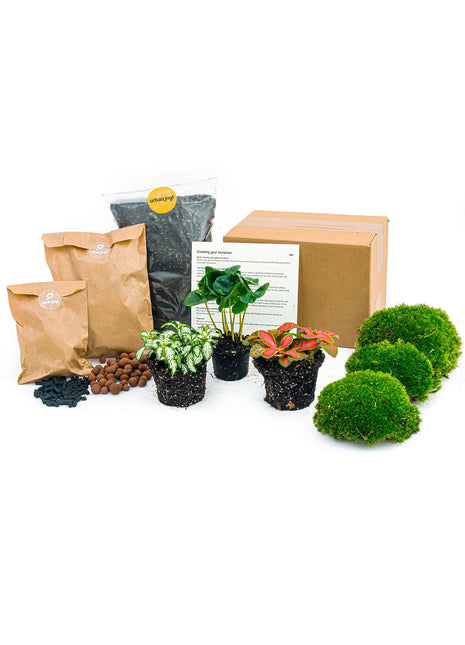 Plant terrarium package - Coffea Arabica - 3 terrarium plants - Refill & Starter package - DIY Terrarium kit