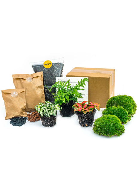 Plant terrarium package - Fern - 3 terrarium plants - Refill & Starter package - DIY Terrarium kit