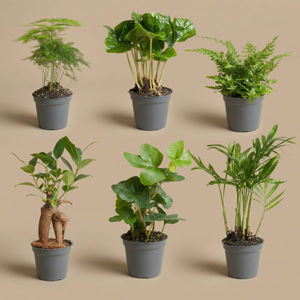 Pflanzenset – 6 grüne Pflanzen – Baby- und Terrarienpflanzen
