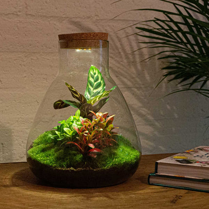 Terrarium DIY Kit - Sam Calathea with Light - Bottle garden - ↑ 30 cm