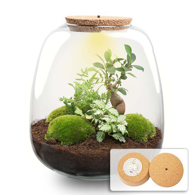  Emma - Bonsai White - Planten Terrarium met licht - DIY kit - Ecosysteem plant - Ø 23 cm ↑ 25 cm