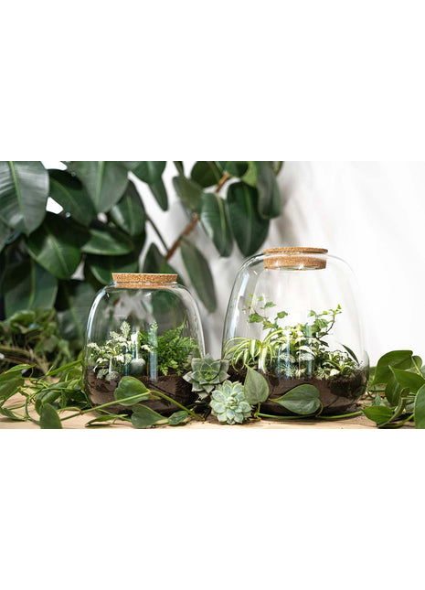 Terrarium DIY Kit - Emma Bonsai - DIY kit - ↑ 25 cm - Ø 23 cm