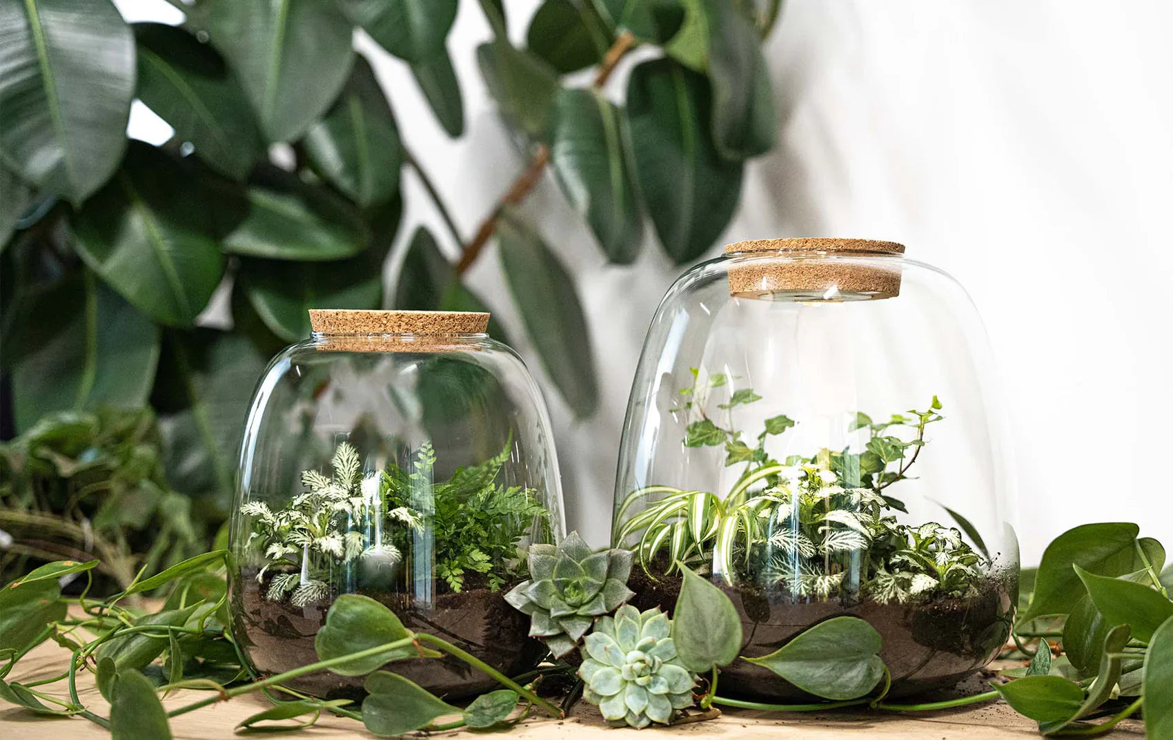 Plant terrarium - Emma - DIY kit - ↑ 25 cm - Ø 23 cm