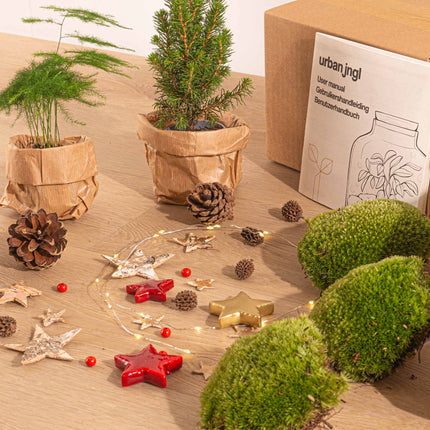 Weihnachts-Flaschengarten paket - Weihnachtsset + Baum - Spargel - Fittonia Ruby Lime - 3 Terrariumpflanzen - Nachfüll- und Starterpaket