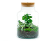 Terrarium DIY Kit - Little Milky + Led light - ↑ 25 cm