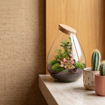 Drop XXL Bonsai - Planten Terrarium met kurk - DIY kit - Ecosysteem plant - Ø 34 cm ↑ 43 cm