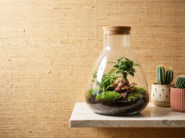 Planten terrarium kopen