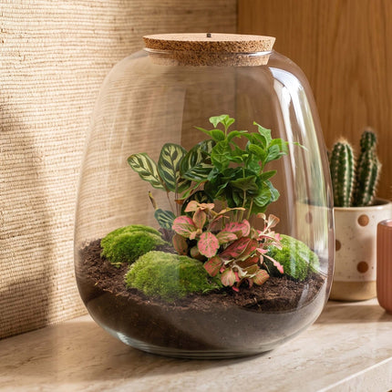 Emma - Coffea Red - Terrarium with light - Bottle garden DIY kit - Ø 23 cm ↑ 25 cm