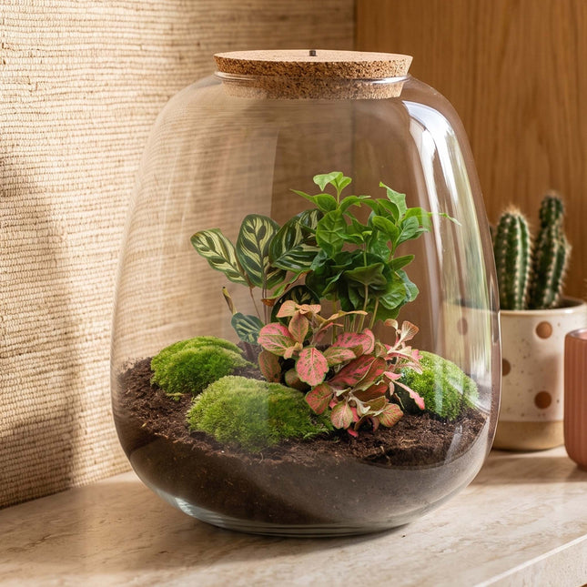 Emma - Coffea Red - Flaschengarten mit Licht - DIY Terrarium mit Pflanzen im Glas - Ø 23 cm ↑ 25 cm
