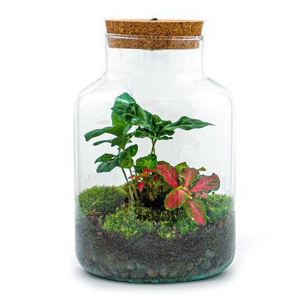 Planten terrarium • Little Milky + Led lamp • Ecosysteem plant • ↑ 25 cm