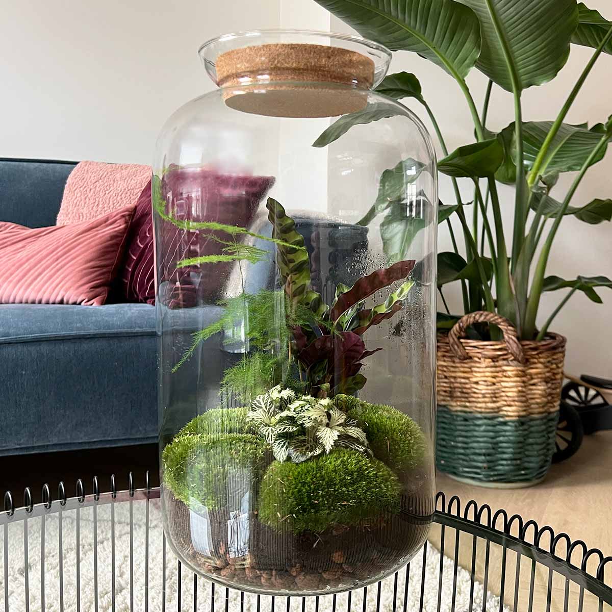 terrarium planten DIY Terrarium Kit - Create your own mini Ecosystem
