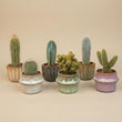 Succulenten Set van 6 in Keramische Mini Potjes Barcelona -  ↑ 8–12 cm
