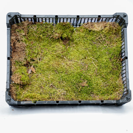 Plattmoos - Getrocknet - ca. 30 x 20 cm - 1 Box