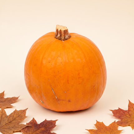 Halloween pompoen - Oranje - Echt - Ø ca. 19 cm - ca. 1,9 kg