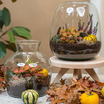 Kürbis (Pumpkin) Mini Set (3 Stück, 6–8 cm) – Natürliche Herbstdekoration