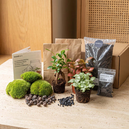 Bonsai Ficus Ginseng - Terrarium Start & Navul pakket - 3 terrarium planten - DIY