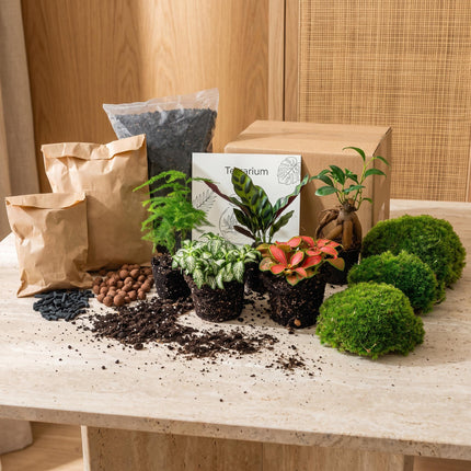 5 Terrarium plants - Plant Terrarium Refill & Starter kit - 5 terrarium plants - DIY