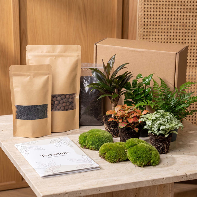 Jungle 5 - Plant Terrarium Refill & Starter kit - 5 terrarium plants - DIY