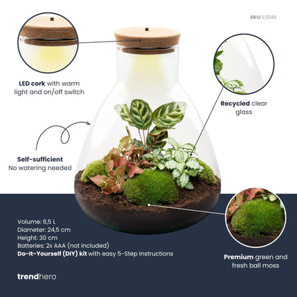 Sam Calathea - Planten Terrarium met licht - DIY kit - Ecosysteem plant - Ø 24,5 cm ↑ 30 cm