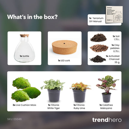 Sam Calathea - Planten Terrarium met licht - DIY kit - Ecosysteem plant - Ø 24,5 cm ↑ 30 cm