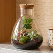 Sam Coffea - Planten Terrarium met licht - DIY kit - Ecosysteem plant - Ø 24,5 cm ↑ 30 cm