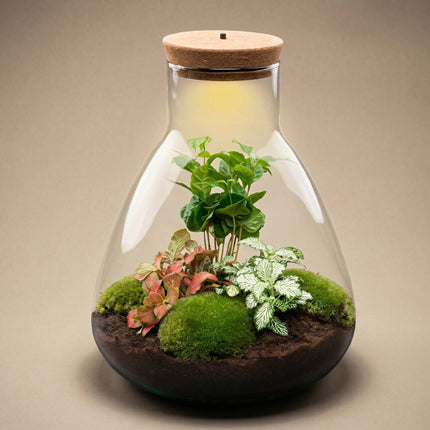 Sam Coffea - Terrarium with light - Bottle garden DIY kit - Ø 24.5 cm ↑ 30 cm