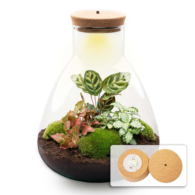 Sam Calathea - Flaschengarten mit Licht - DIY Terrarium mit Pflanzen im Glas - Ø 24,5 cm ↑ 30 cm 