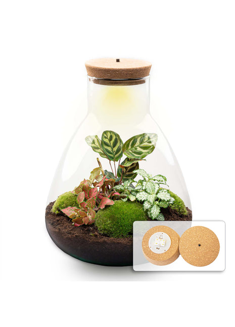 Terrarium DIY Kit - Sam Calathea with Light - Bottle garden - ↑ 30 cm