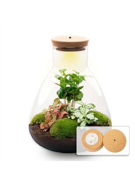 Terrarium DIY Kit - Sam Coffea with Light - Bottle garden - ↑ 30 cm