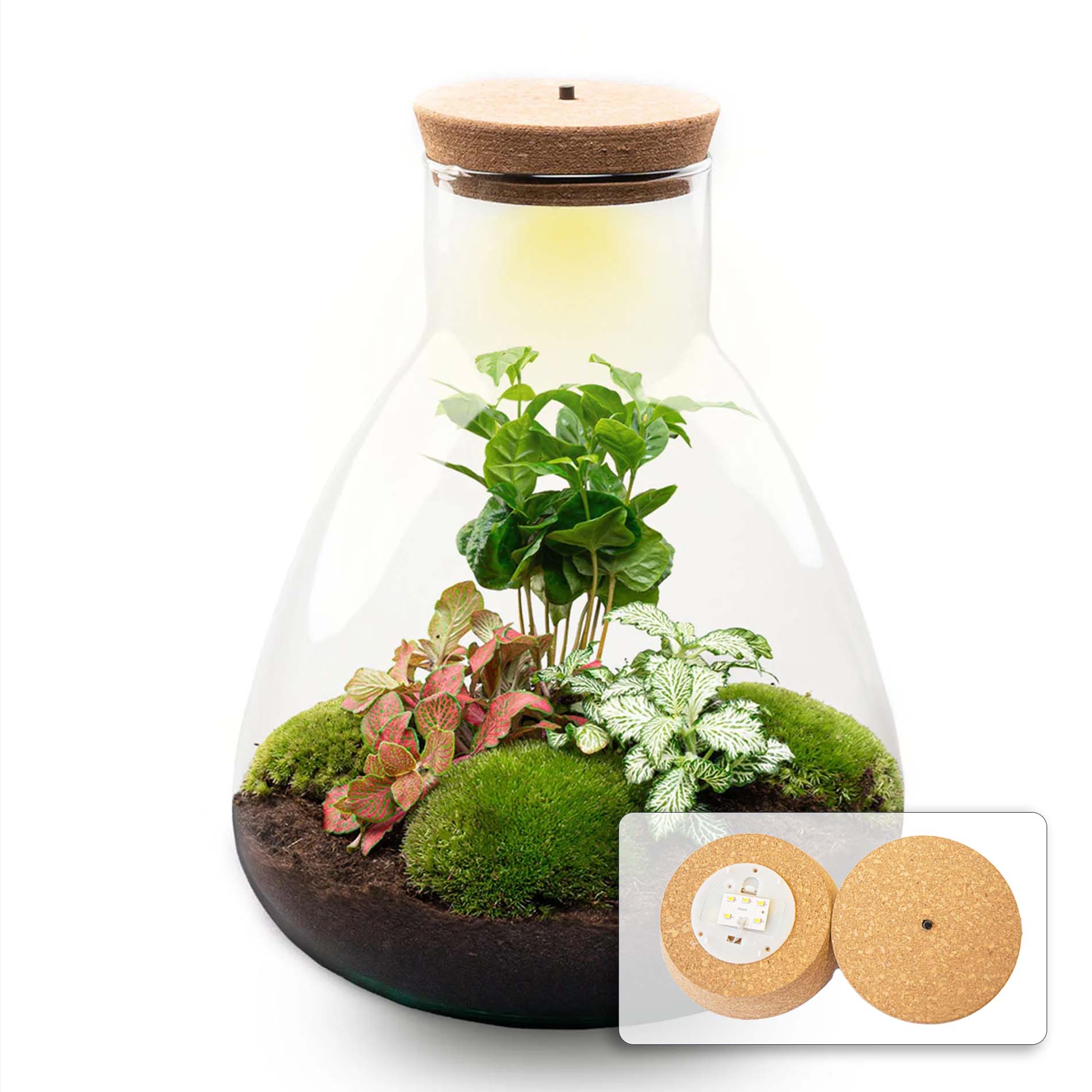 plant terrarium with light Plant terrarium - Sam Coffea with light - Bottle garden