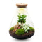 Planten terrariums