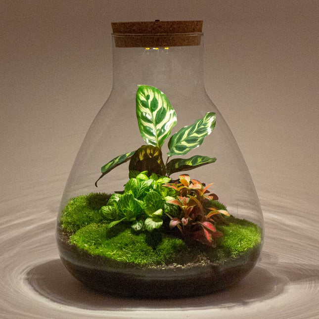 Sam Calathea - Flaschengarten mit Licht - DIY Terrarium mit Pflanzen im Glas - Ø 24,5 cm ↑ 30 cm 