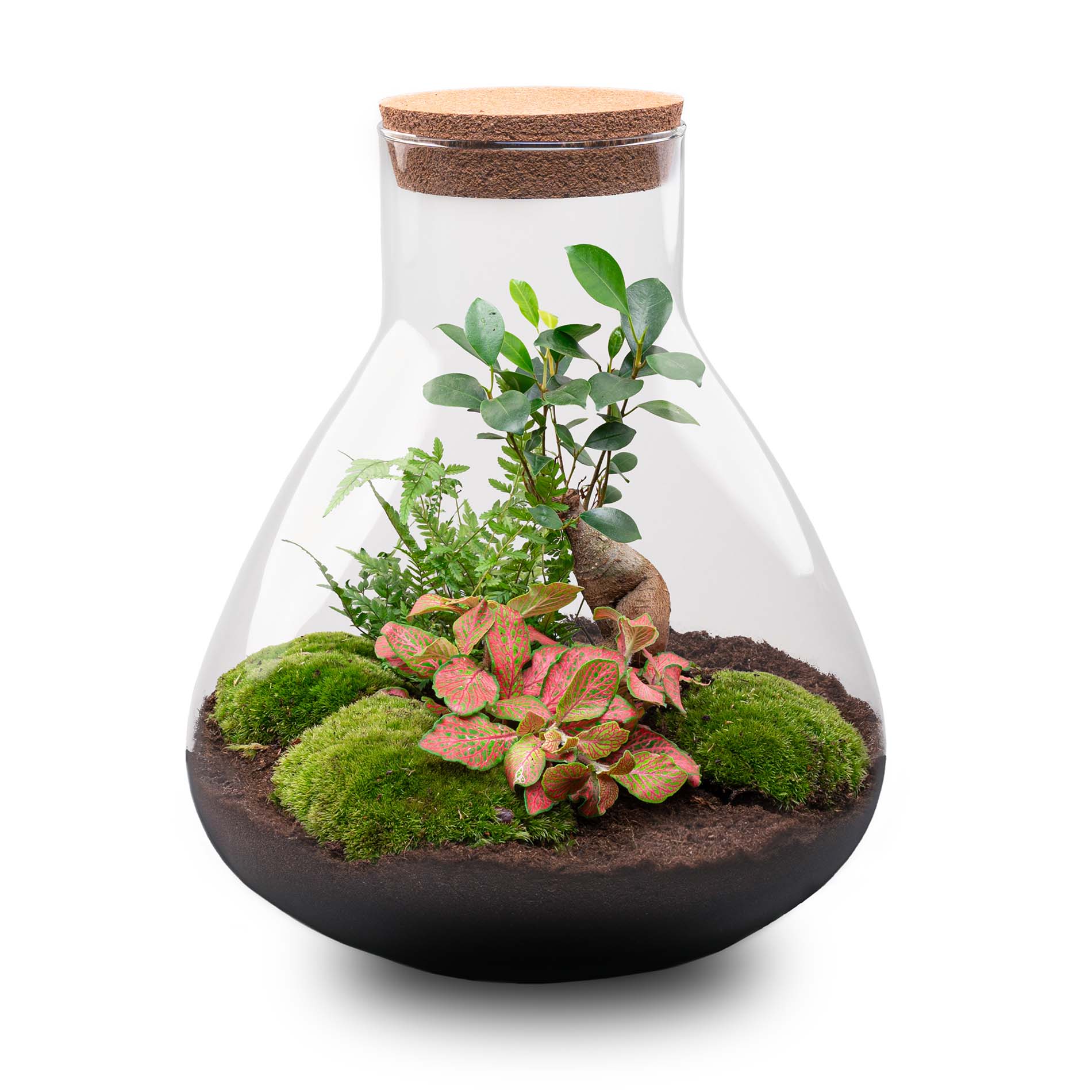 best bonsai tree for terrarium DIY Terrarium Kit - Create your own mini Ecosystem
