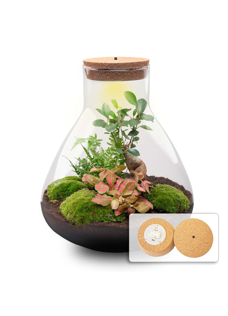 Terrarium DIY Kit - Sam XL Bonsai -  Fittonia - Fern -  Bottle Garden - ↑ 35 cm